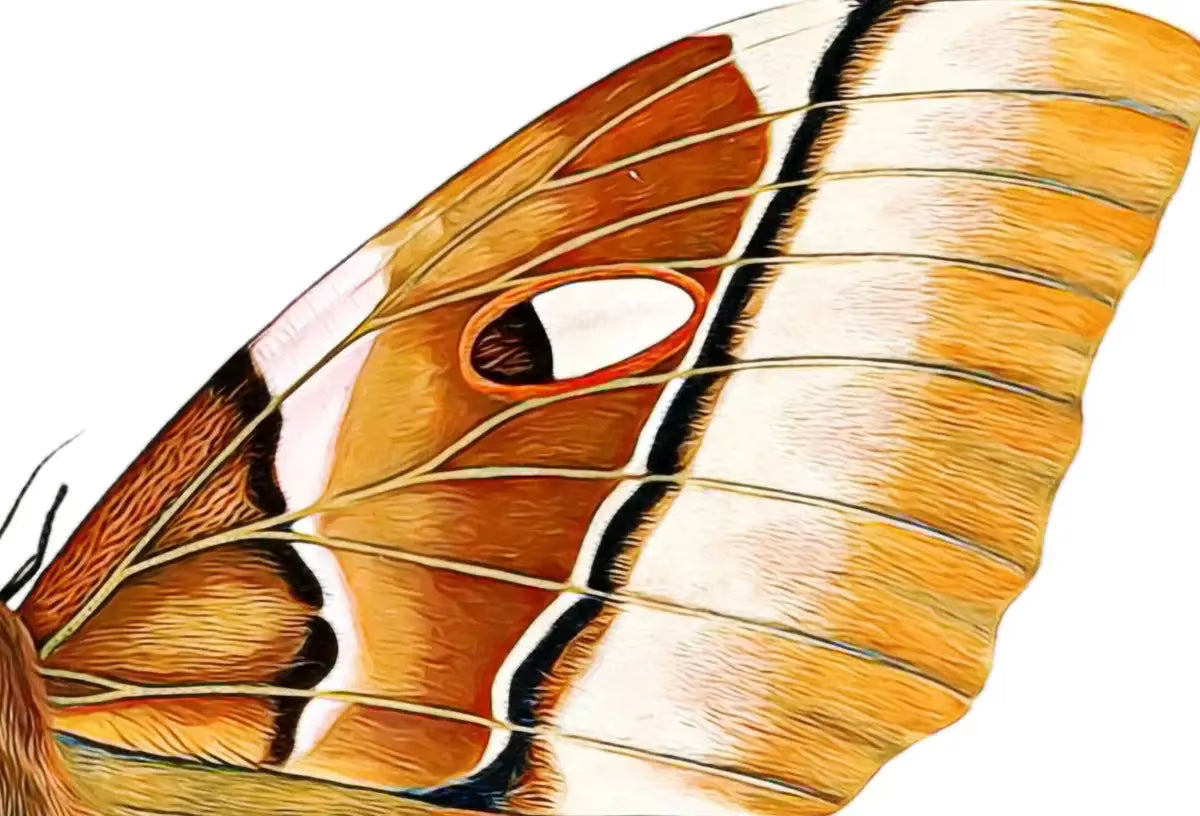 Insect Print, Moth Butterfly Print, Butterfly Set of 2 Prints – Printable Wall Art Set