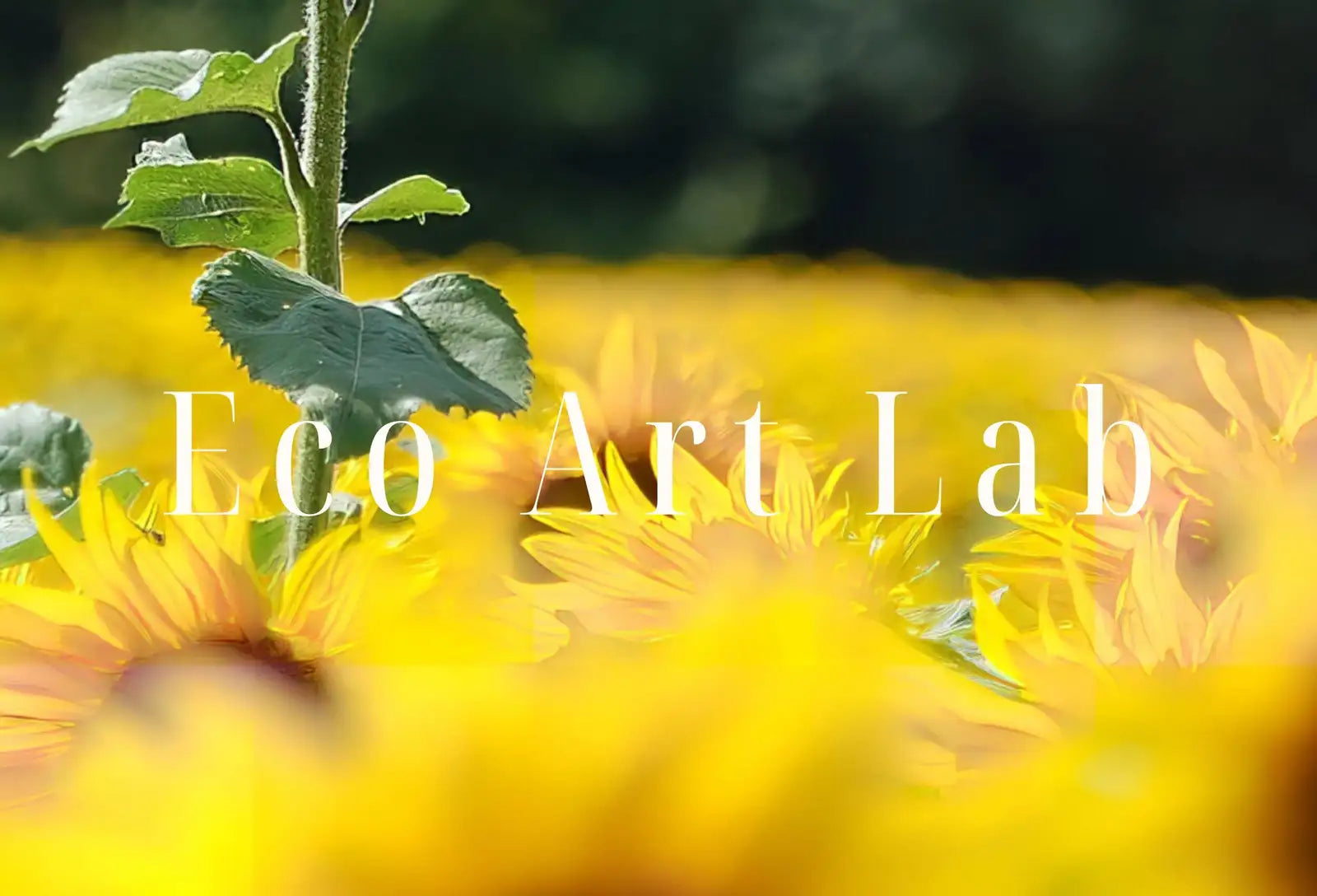 Detail view of artwork from Samsung Frame TV 4K Art Sunflowers Field. Summer Landscape Flowers Photography Digital Download. Floral Botanical Art Sunflower Decor. (variation 1)