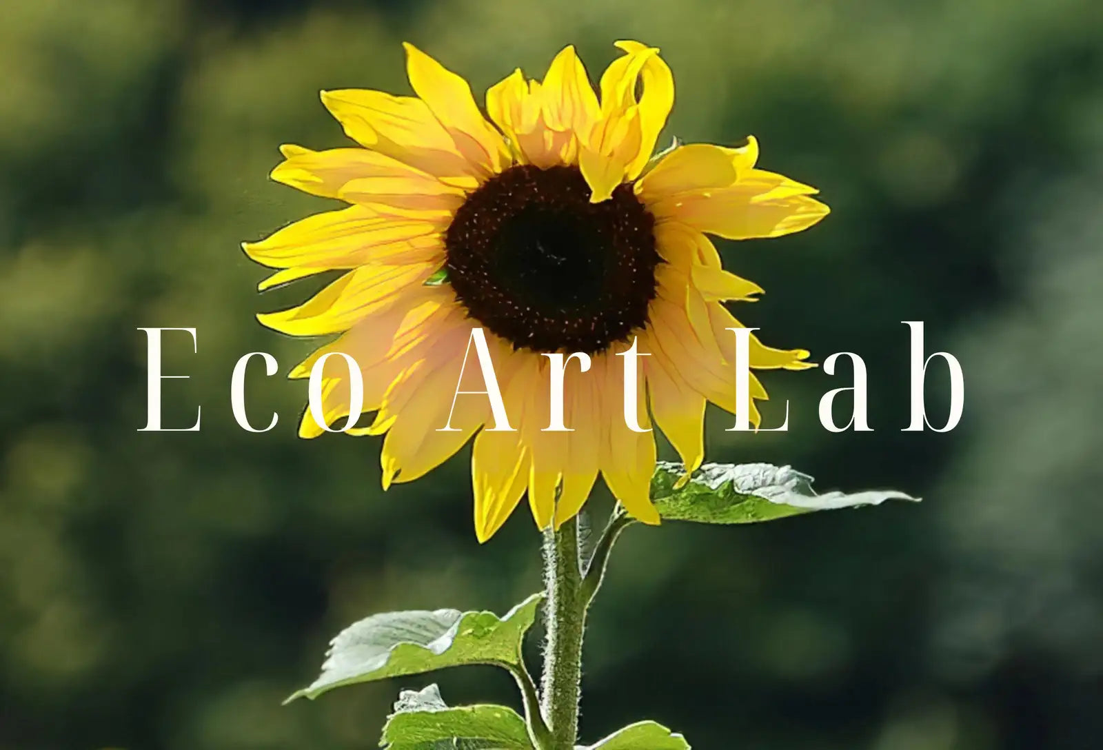 Second included artwork preview from Samsung Frame TV 4K Art Sunflowers Field. Summer Landscape Flowers Photography Digital Download. Floral Botanical Art Sunflower Decor featuring various scenes.