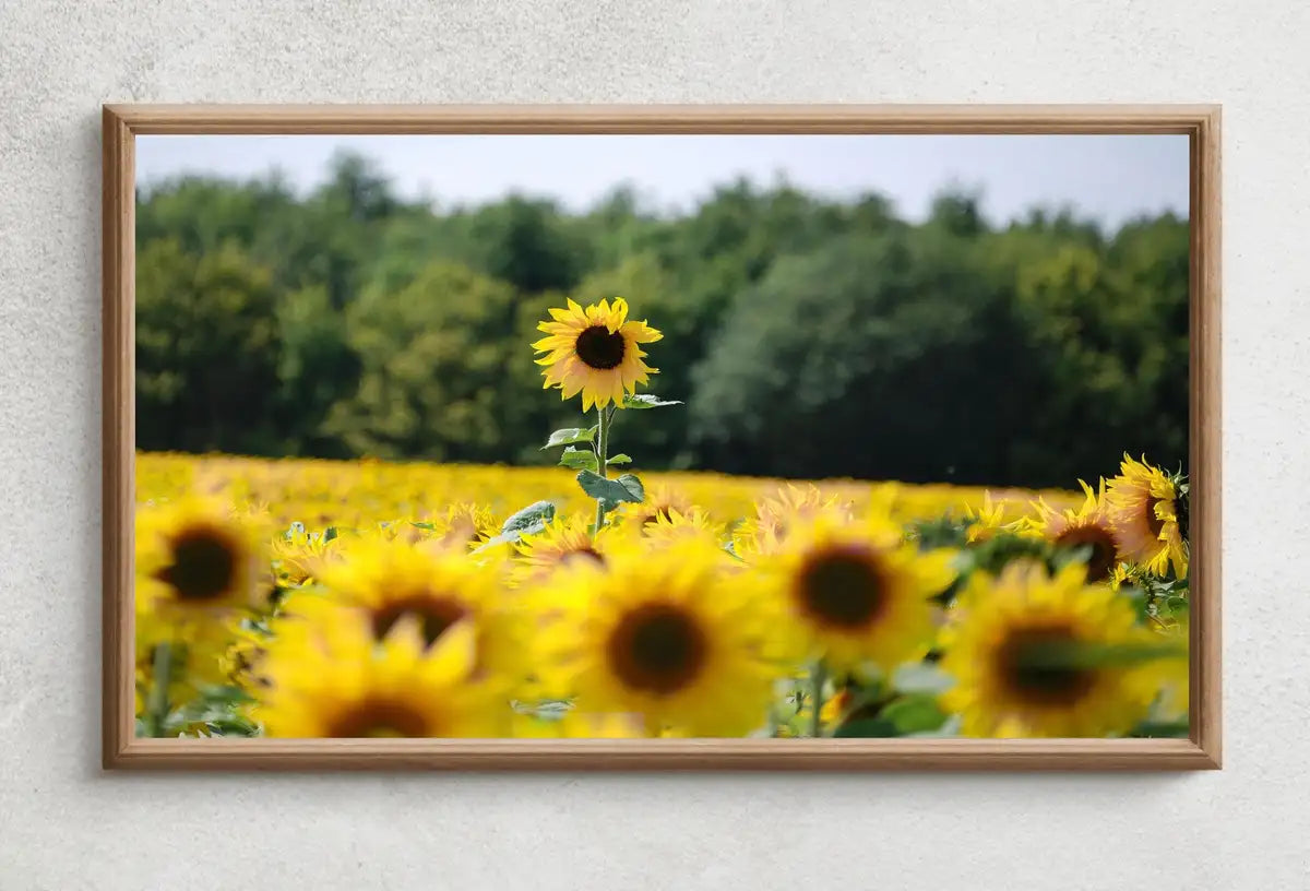 Detail view of artwork from Samsung Frame TV 4K Art Sunflowers Field. Summer Landscape Flowers Photography Digital Download. Floral Botanical Art Sunflower Decor. (variation 2)