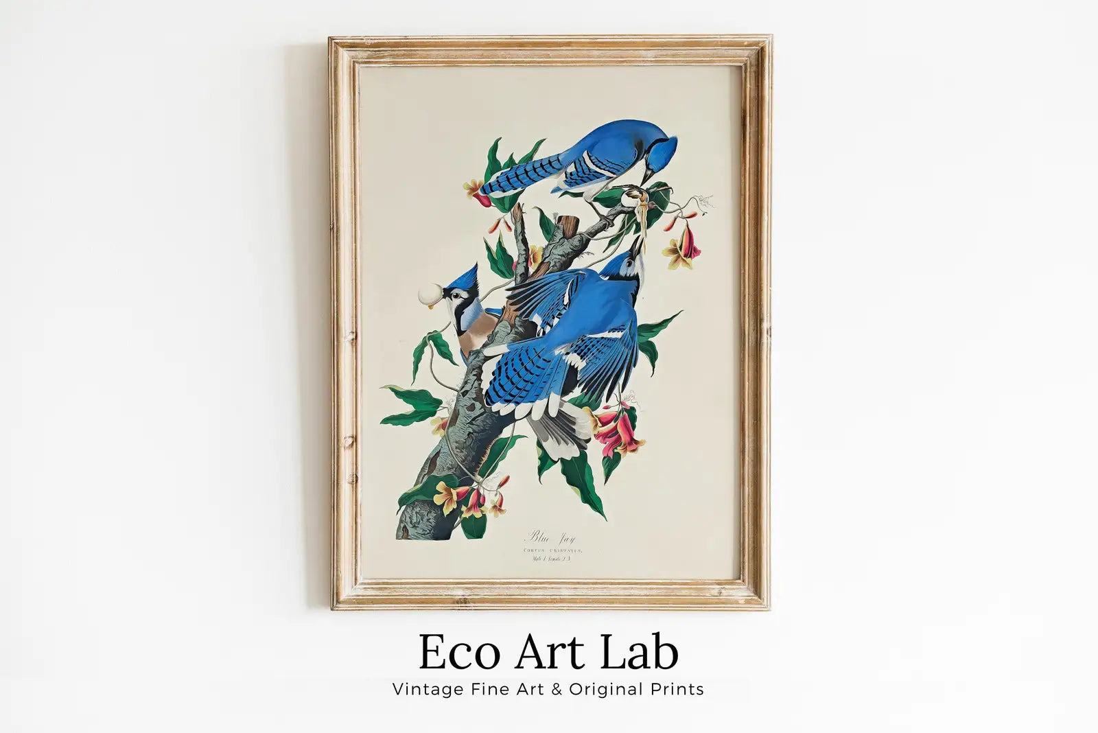 Vintage Birds Blue Jays on Branch with Flowers Painting. Instant Download Printable Wall Art. Bird Painting. Wall Art Prints. Birds Poster – Printable Wall Art Digital Download