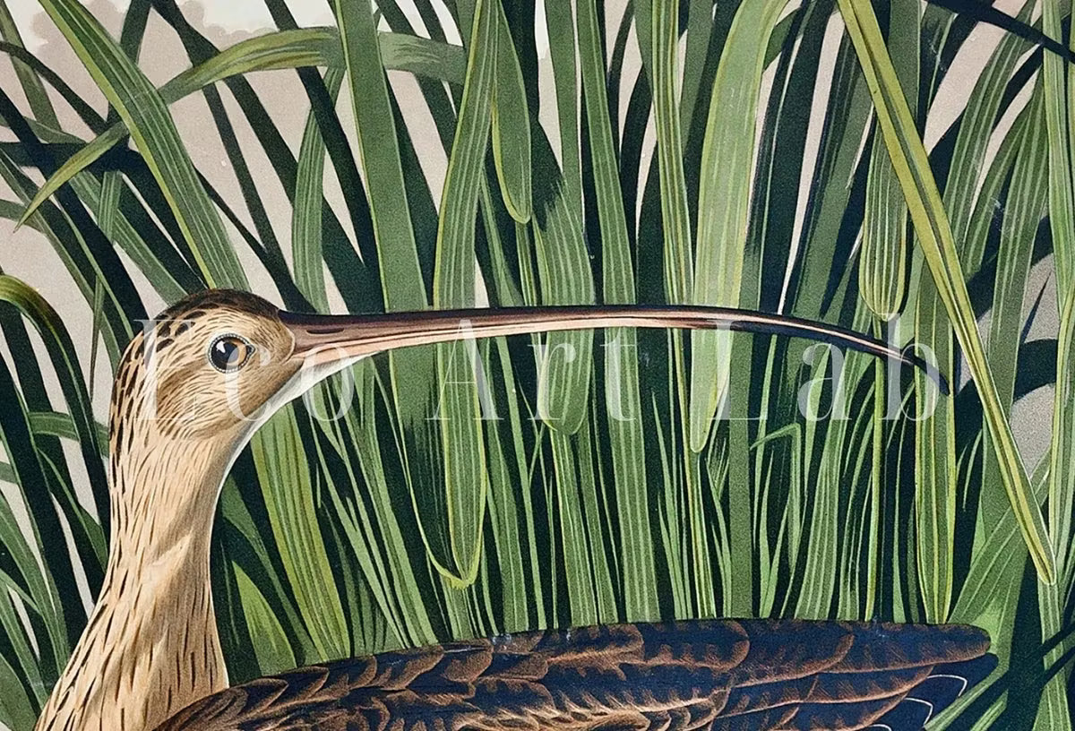 Vintage Tropical Bird Printable Wall Art. Long-billed Curlew Wildlife Nature Colorful Tropical Decor. Instant Download Bird Poster Art Print – Printable Wall Art