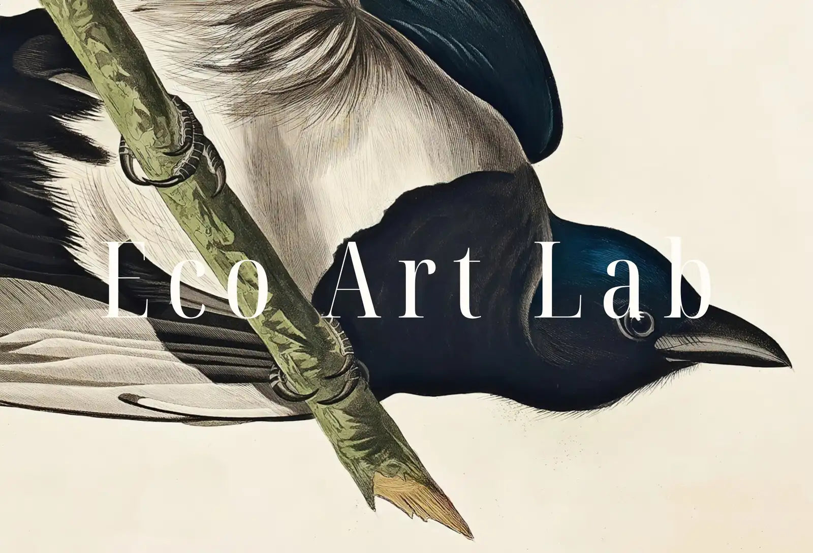 Detail view of artwork from American Magpie Vintage Bird Painting Printable Wall Art. Wildlife Nature Colorful Tropical Decor. Instant Download. Bird Poster Art Print. (variation 1)