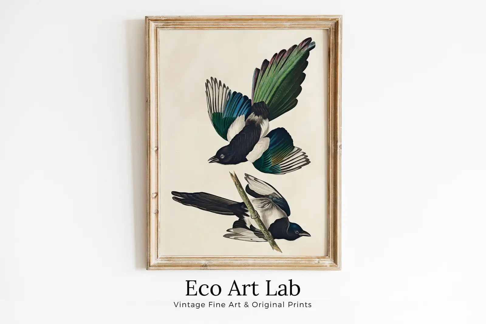 Framed view of American Magpie Vintage Bird Painting Printable Wall Art. Wildlife Nature Colorful Tropical Decor. Instant Download. Bird Poster Art Print – printable wall art digital download.