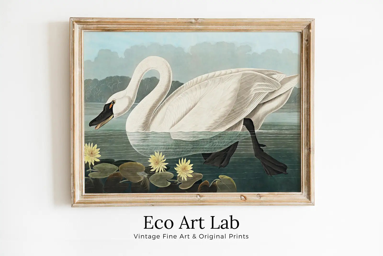 Framed view of American Swan Vintage Tropical Bird Printable Wall Art. Wildlife Nature Colorful Tropical Bird Decor. Instant Download Bird Poster Art Print – printable wall art digital download.