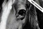 Detail view of artwork from Black and White Wall Art Horse Photography Print. Digital Download, Printable Horse Art, Black and White Horse Photo, Large Wall Art Print. (variation 1)