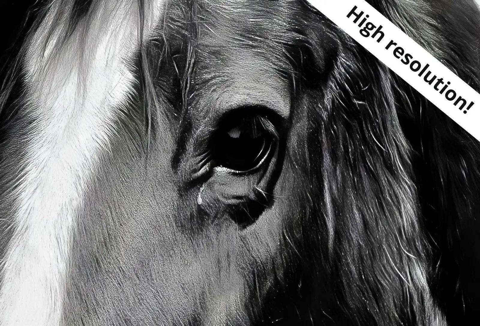 Detail view of artwork from Black and White Wall Art Horse Photography Print. Digital Download, Printable Horse Art, Black and White Horse Photo, Large Wall Art Print. (variation 1)