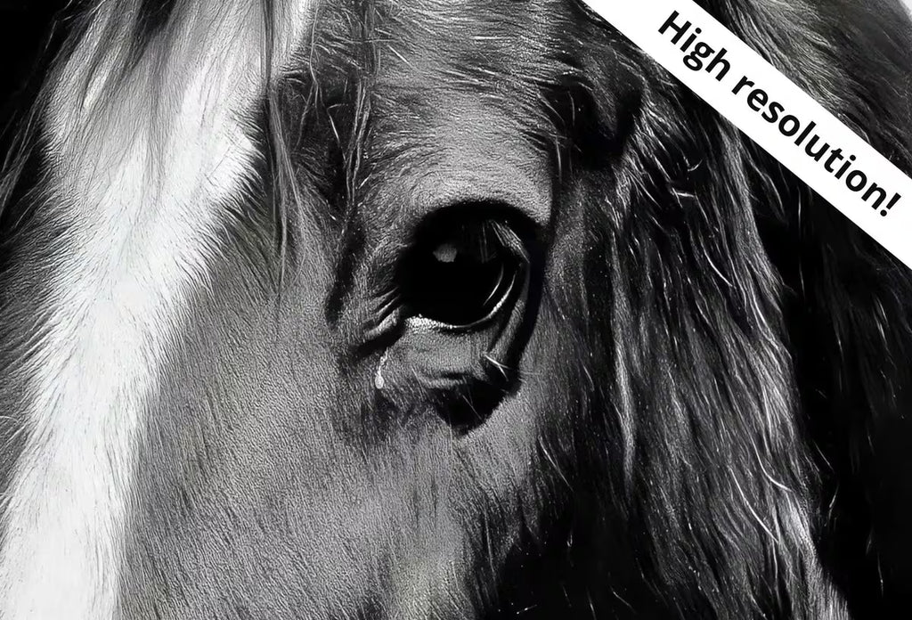 Black and White Wall Art Horse Photography Print. , Printable Horse Art, Black and White Horse Photo, Large Wall Art Print – Printable Wall Art