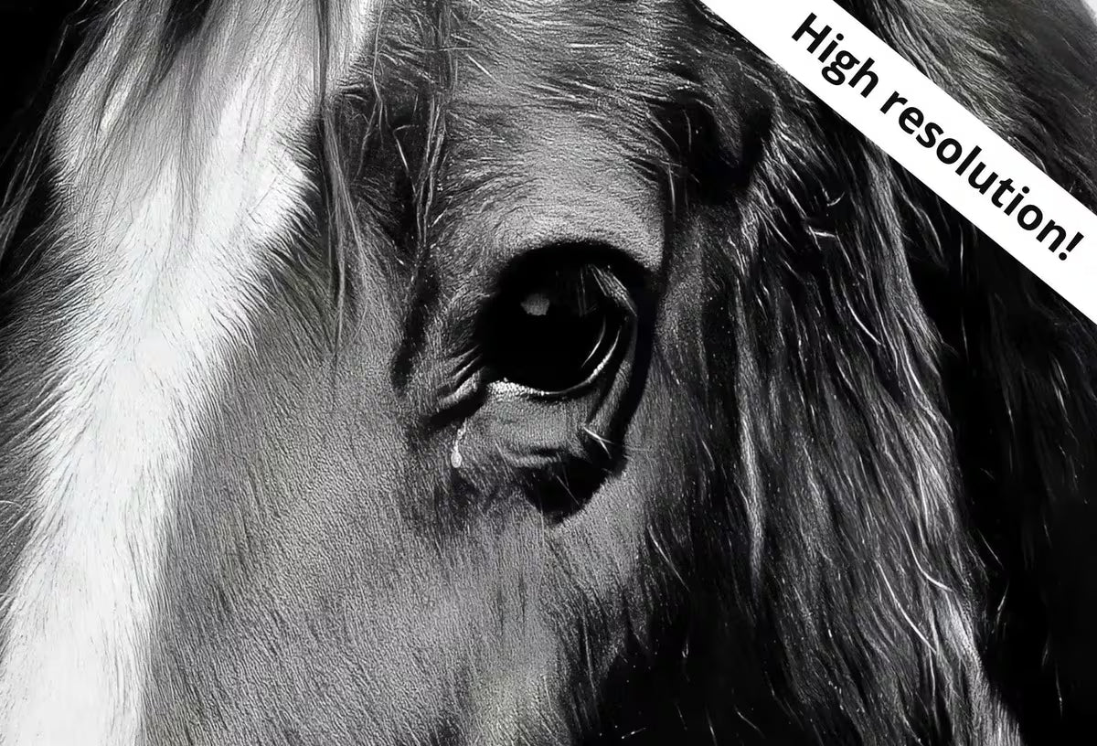 Black and White Wall Art Horse Photography Print. , Printable Horse Art, Black and White Horse Photo, Large Wall Art Print – Printable Wall Art