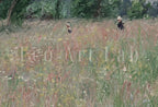 Detail view of artwork from Flowering Meadow. (variation 1)