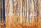 Second included artwork preview from Forest in Autumn. Fall Landscape Painting. Printable Wall Art for Home or Office Decor. Forest Art Nature Print Digital Art Instant Download featuring various scenes.