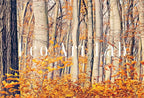 Forest in Autumn. Fall Landscape Painting. Printable Wall Art for Home or Office Decor. Forest Art Nature Print Digital Art Instant Download – Printable Wall Art
