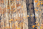 Detail view of artwork from Forest in Autumn. Fall Landscape Painting. Printable Wall Art for Home or Office Decor. Forest Art Nature Print Digital Art Instant Download. (variation 2)