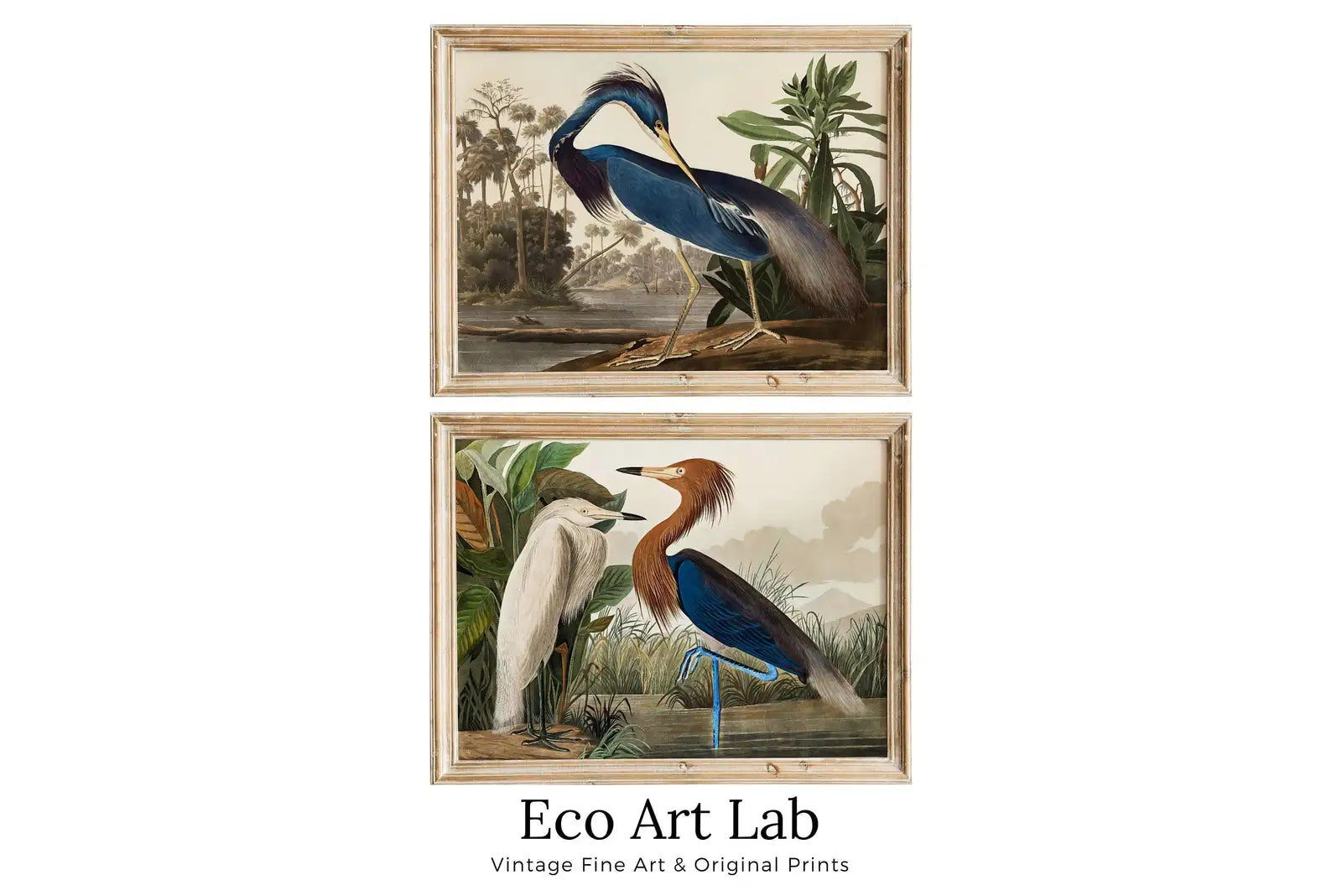 Hérons, ensemble de 2 arts d’oiseaux tropicaux vintage, nature sauvage colorée, ensemble de 2 pièces d’art mural, arts de beaux-arts, à télécharger instantanément, art