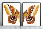 Insect Print, Moth Butterfly Print, Butterfly Set of 2 Prints