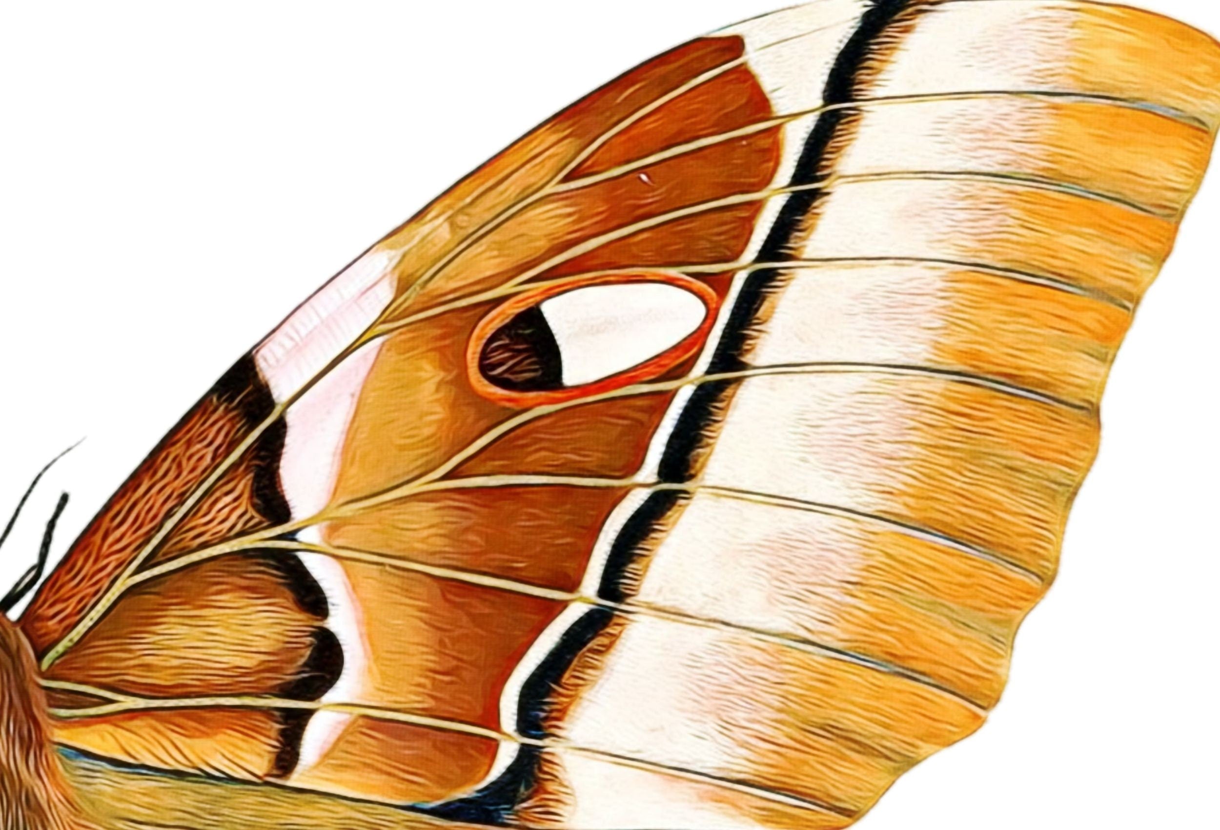 Insect Print, Moth Butterfly Print, Butterfly Set of 2 Prints
