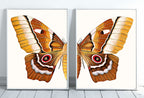 Insect Print, Moth Butterfly Print, Butterfly Set of 2 Prints