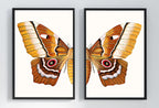 Insect Print, Moth Butterfly Print, Butterfly Set of 2 Prints