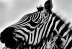Zebra Love Black and White Printable Wall Art. Zebra Digital Print Black and White Art Downloadable Art. Safari Animals Print