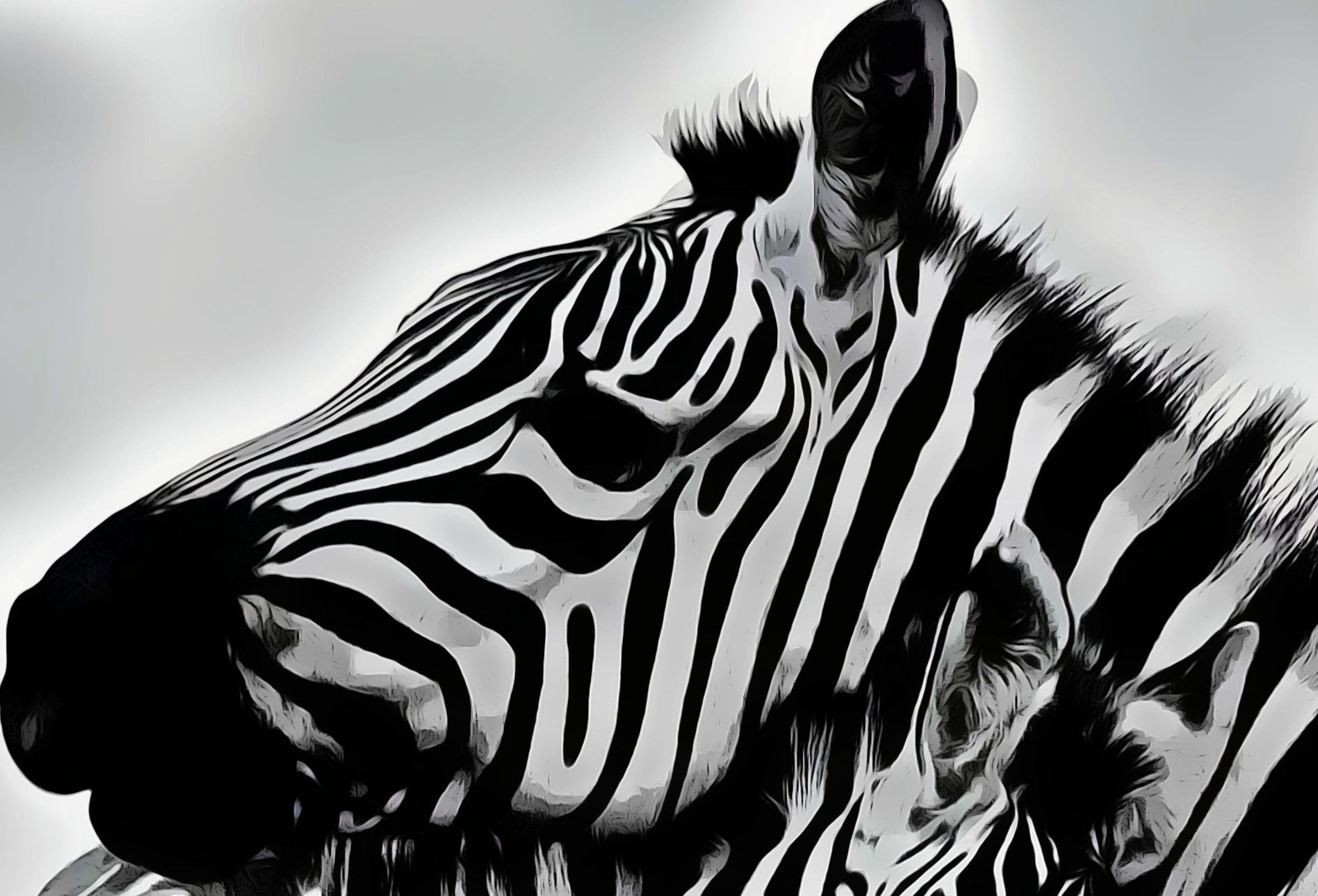 Zebra Love Black and White Printable Wall Art. Zebra Digital Print Black and White Art Downloadable Art. Safari Animals Print