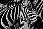 Zebra Love Black and White Printable Wall Art. Zebra Digital Print Black and White Art Downloadable Art. Safari Animals Print