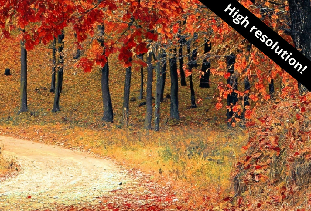 Samsung Frame TV Art 4K Forest Trail in the Fall Landscape Digital Painting. Instant Download Fall Art for the Samsung Frame TV. Art for TV