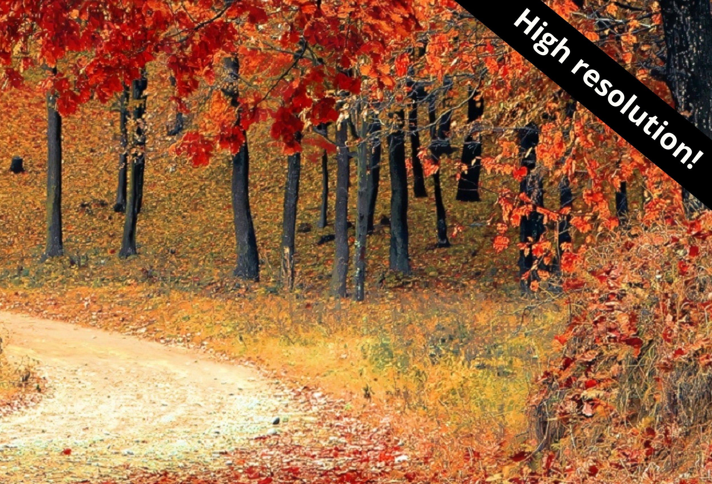 Samsung Frame TV Art 4K Forest Trail in the Fall Landscape Digital Painting. Instant Download Fall Art for the Samsung Frame TV. Art for TV