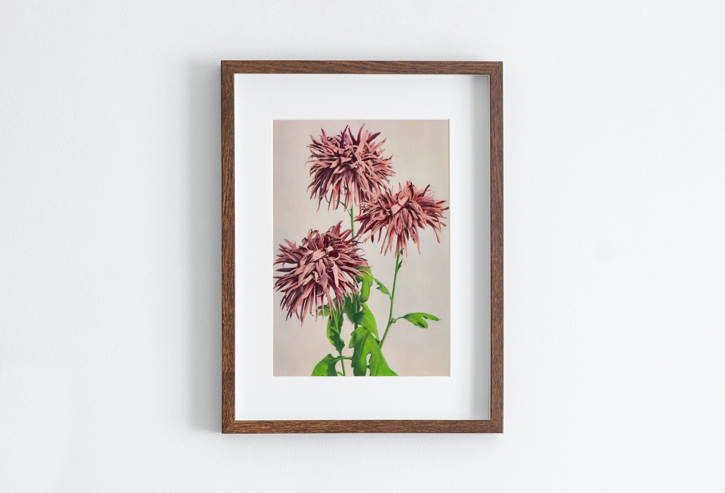 Vintage Japanese Flower Art Chrysanthemum Painting Printable Wall Art. Instant Download Antique Japanese Art Botanical Print Floral Wall Art – Printable Wall Art Digital Download – Digital Download