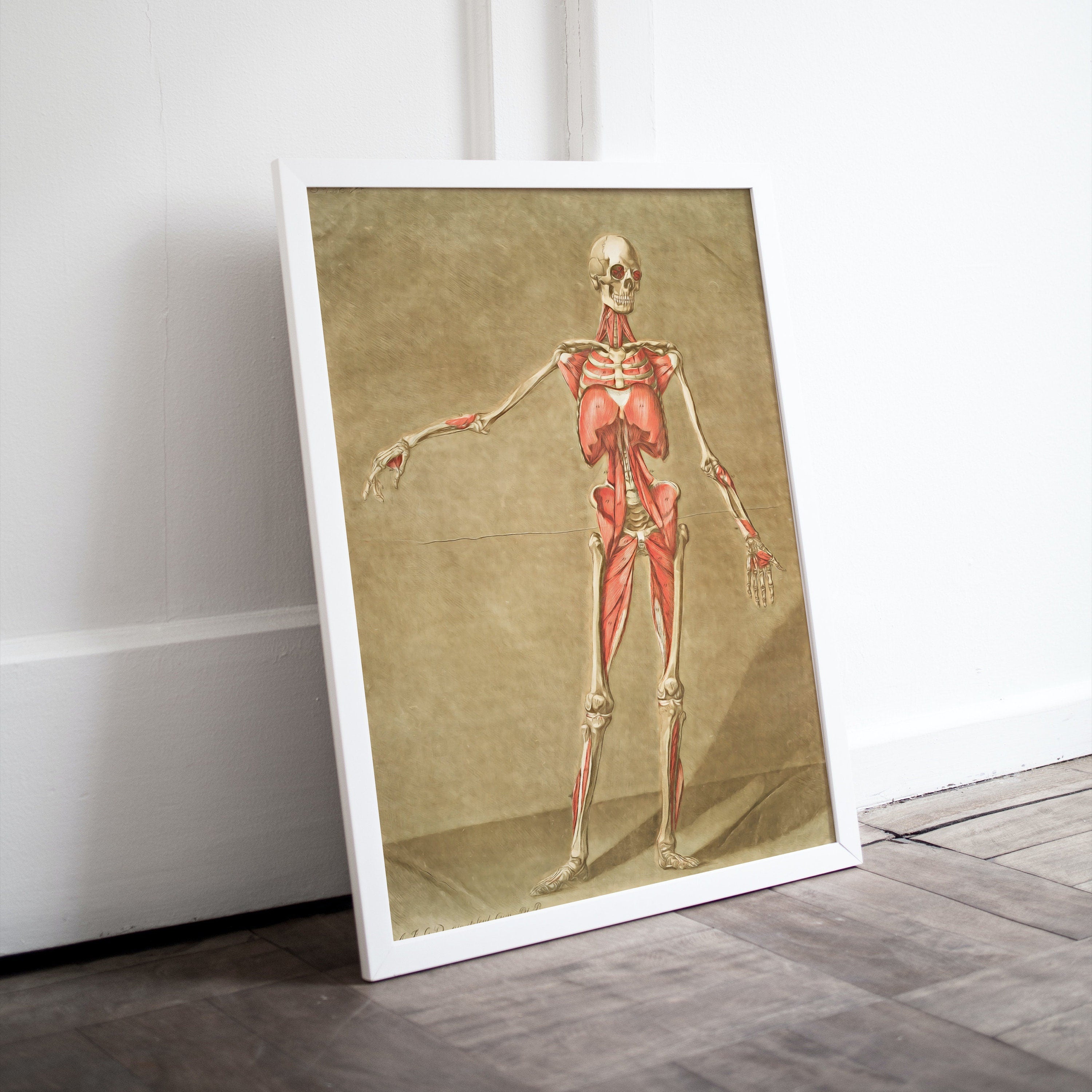 Vintage skeleton anatomical illustration. Instant download 18th century anatomy medical art. Skeleton poster art print. Printable wall art – Printable Wall Art Digital Download – Digital Download