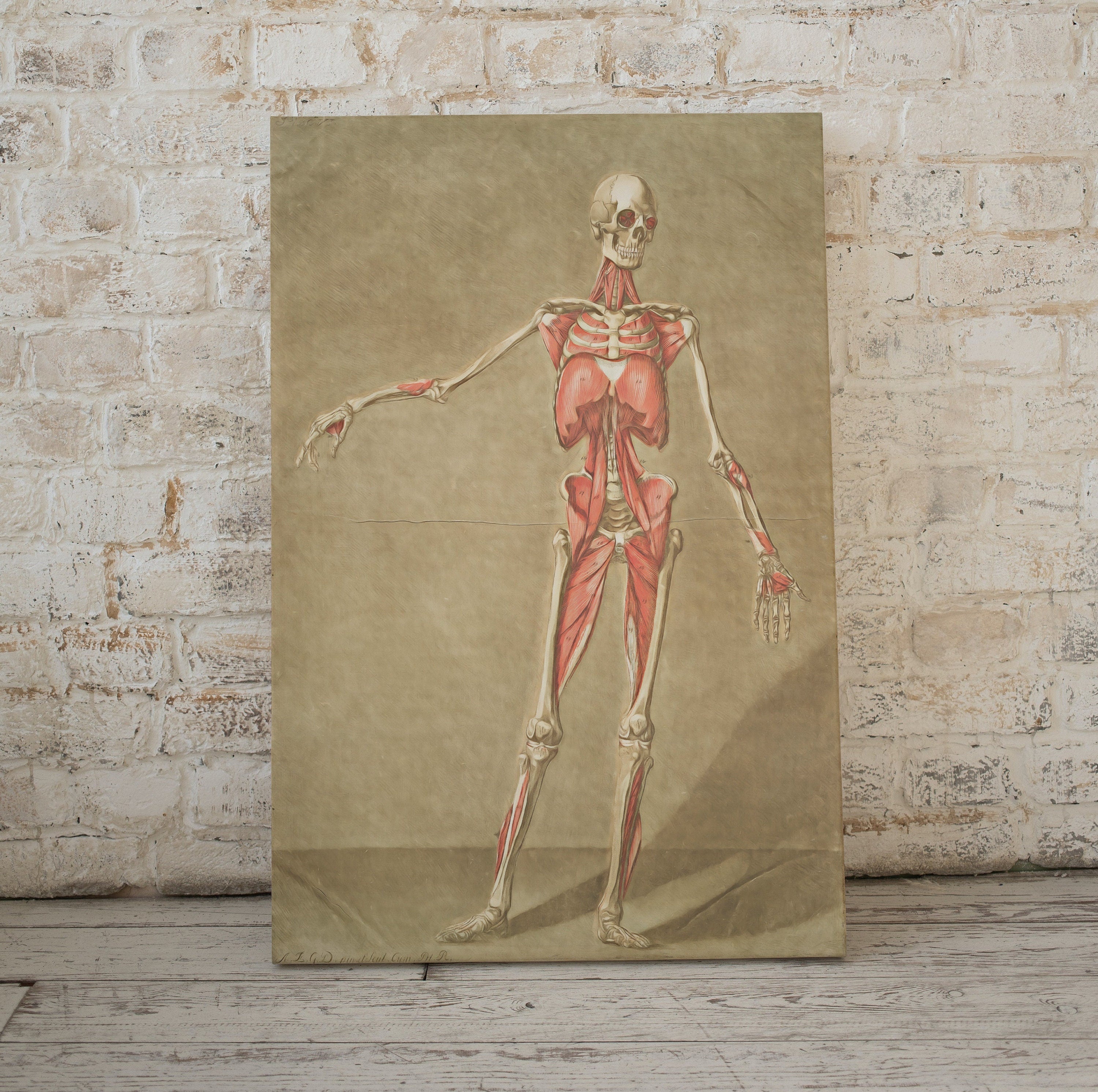 Vintage skeleton anatomical illustration. Instant download 18th century anatomy medical art. Skeleton poster art print. Printable wall art – Printable Wall Art Digital Download – Digital Download
