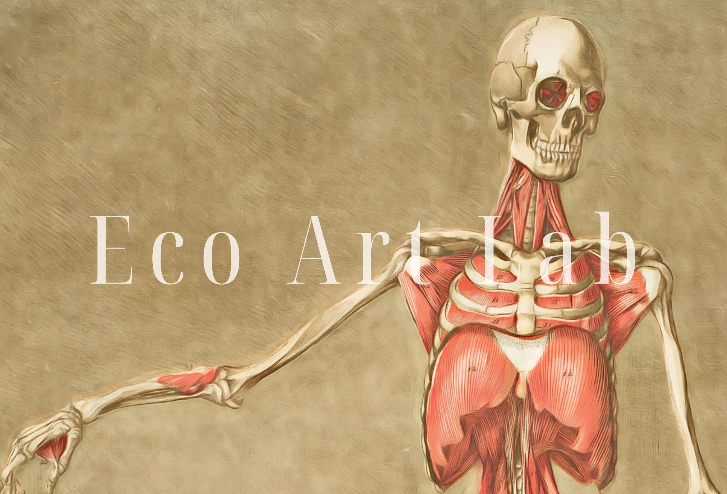 Vintage skeleton anatomical illustration. Instant download 18th century anatomy medical art. Skeleton poster art print. Printable wall art – Printable Wall Art Digital Download – Digital Download