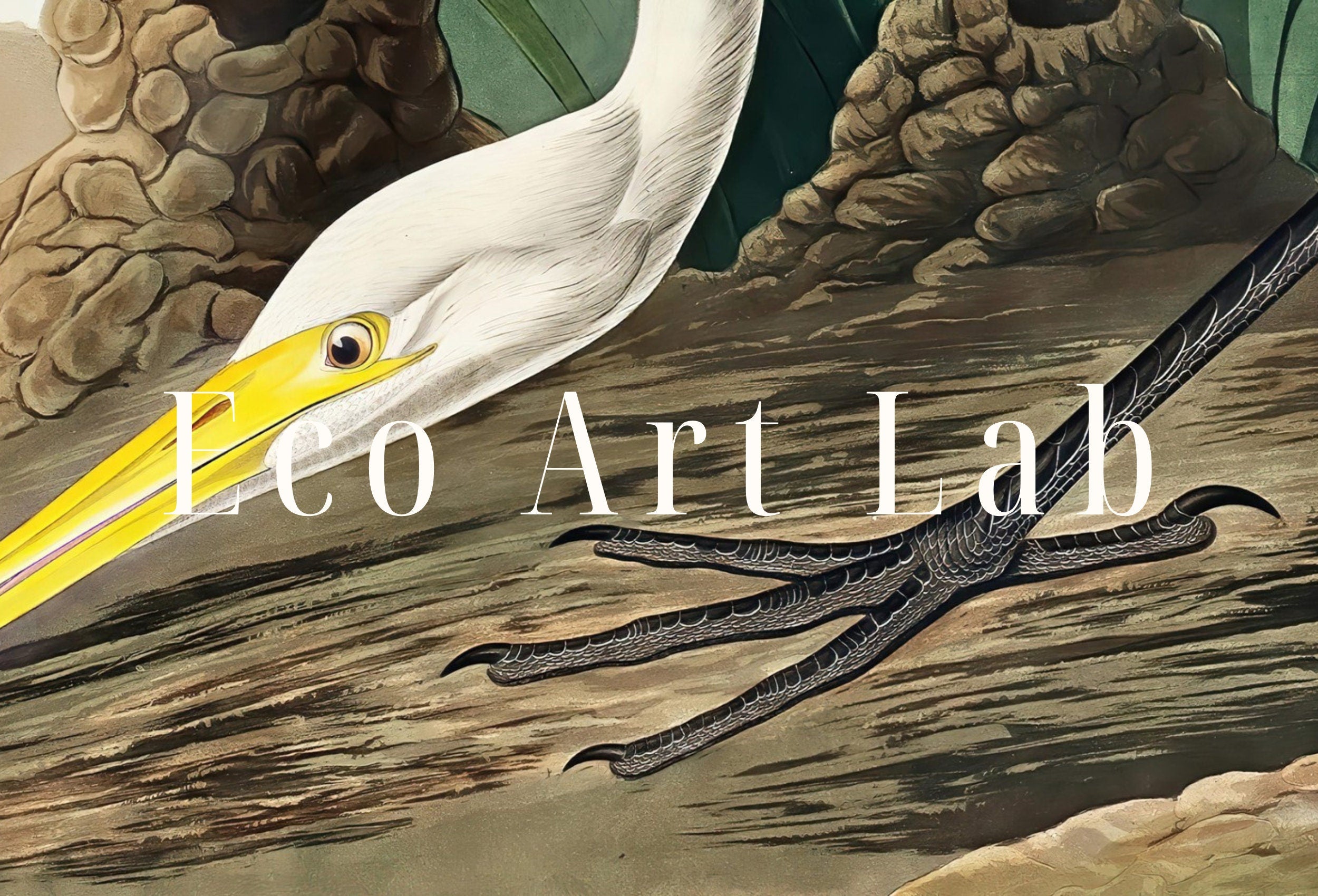 White Heron Vintage Tropical Bird Printable Wall Art. Wildlife Nature Colorful Tropical Bird Decor. Instant Download. Bird Poster Art Print