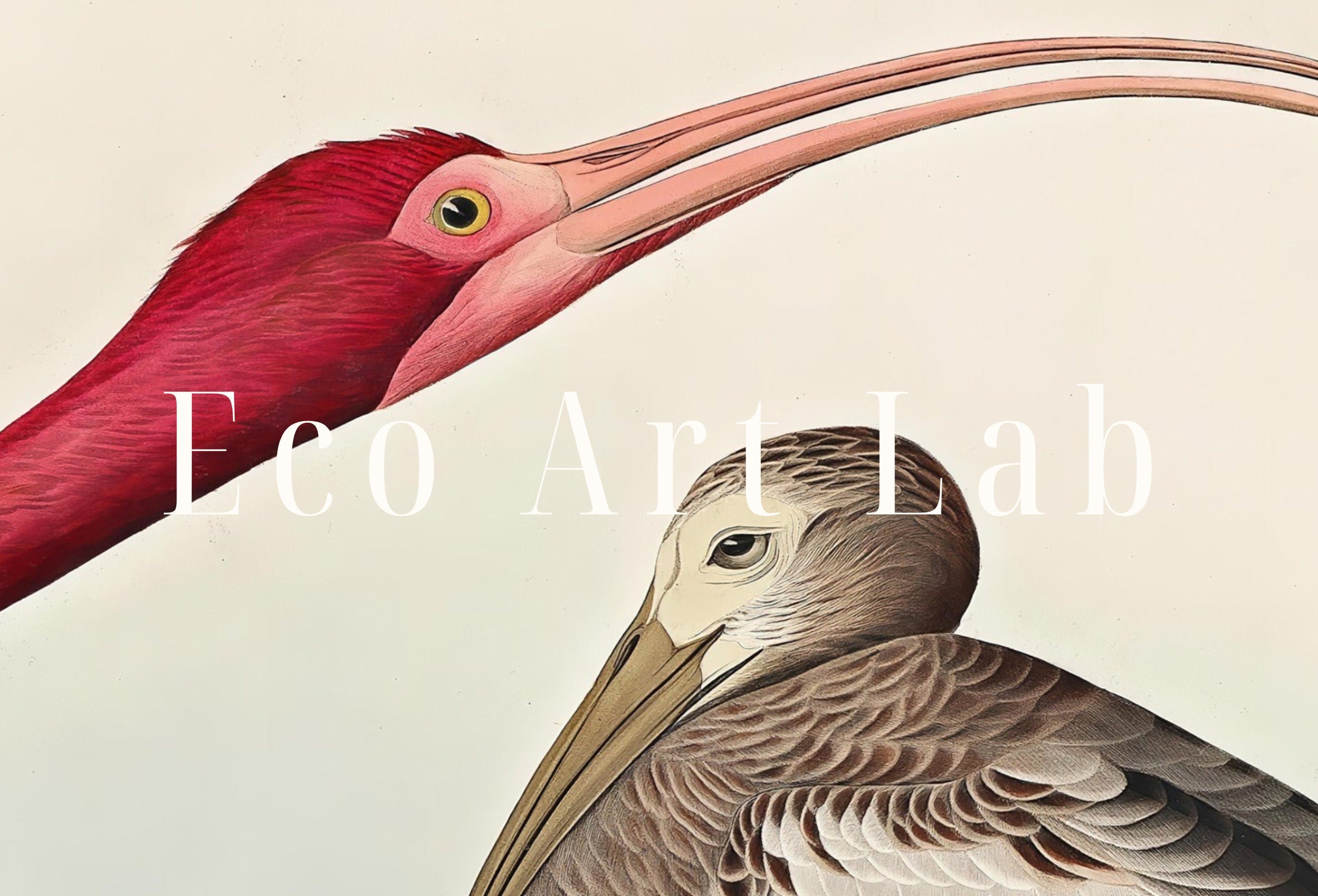 Vintage Tropical Bird Printable Wall Art. Scarlet Ibis Wildlife Nature Colorful Tropical Decor. Instant Download. Bird Poster Art Print – Printable Wall Art Digital Download – Digital Download