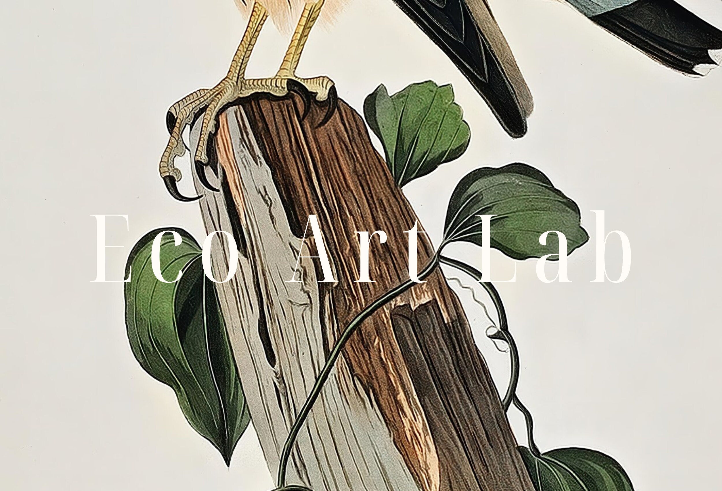 Vintage Falcon Perched on Branch Painting. Instant Download Printable Wall Art. Bird Painting. Merlin Falcon Wall Art Prints. Birds Poster – Printable Wall Art Digital Download – Digital Download