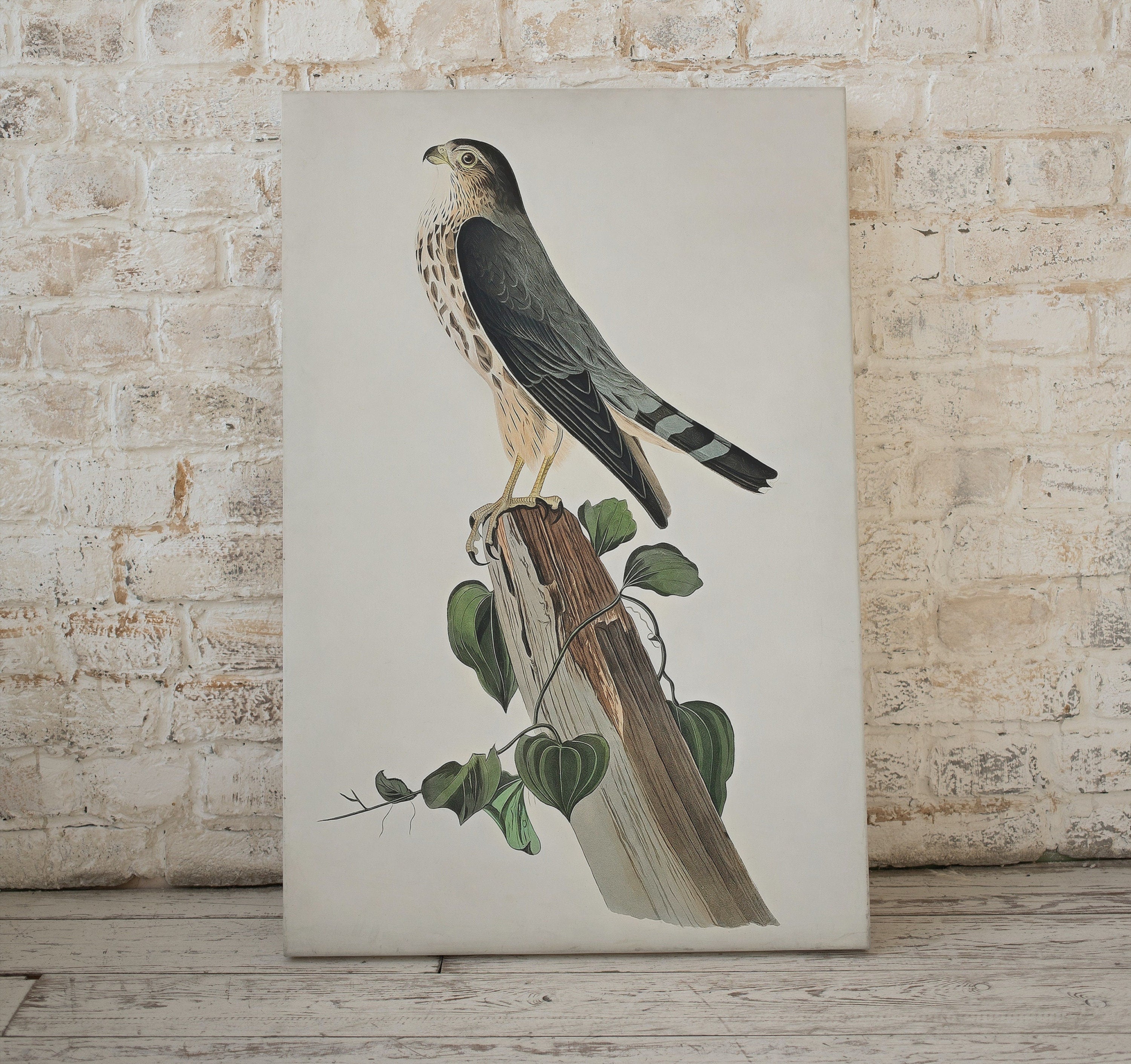 Vintage Falcon Perched on Branch Painting. Instant Download Printable Wall Art. Bird Painting. Merlin Falcon Wall Art Prints. Birds Poster – Printable Wall Art Digital Download – Digital Download