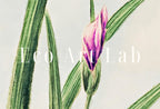 Vintage Japanese Flower Art Orchid Painting Printable Wall Art. Instant Download Antique Japanese Art Orchid Botanical Print Floral Wall Art