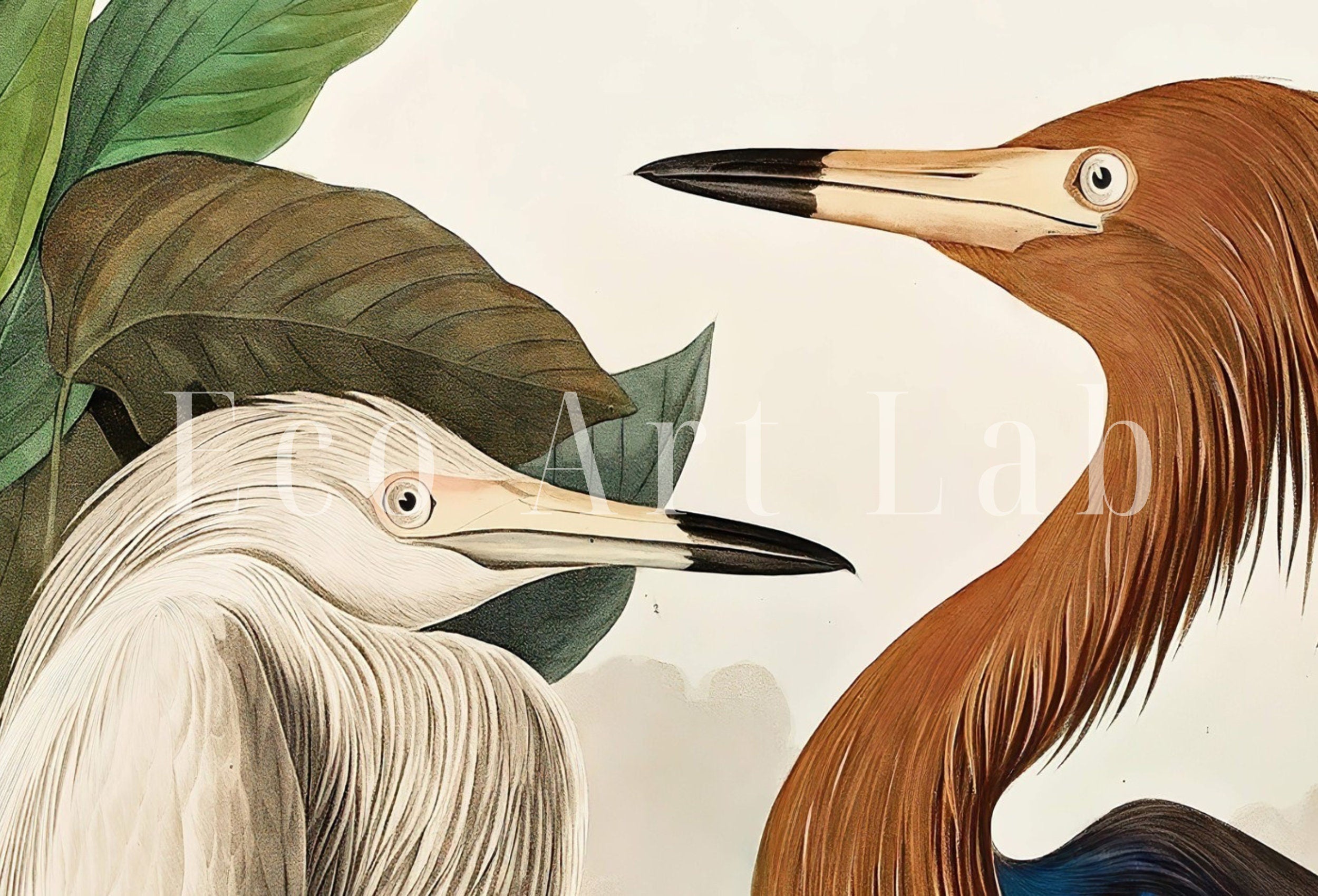 Vintage Two Herons Tropical Bird Printable Wall Art. Wildlife Nature Colorful Tropical Decor. Instant Download. Bird Poster Art Print – Printable Wall Art Digital Download – Digital Download