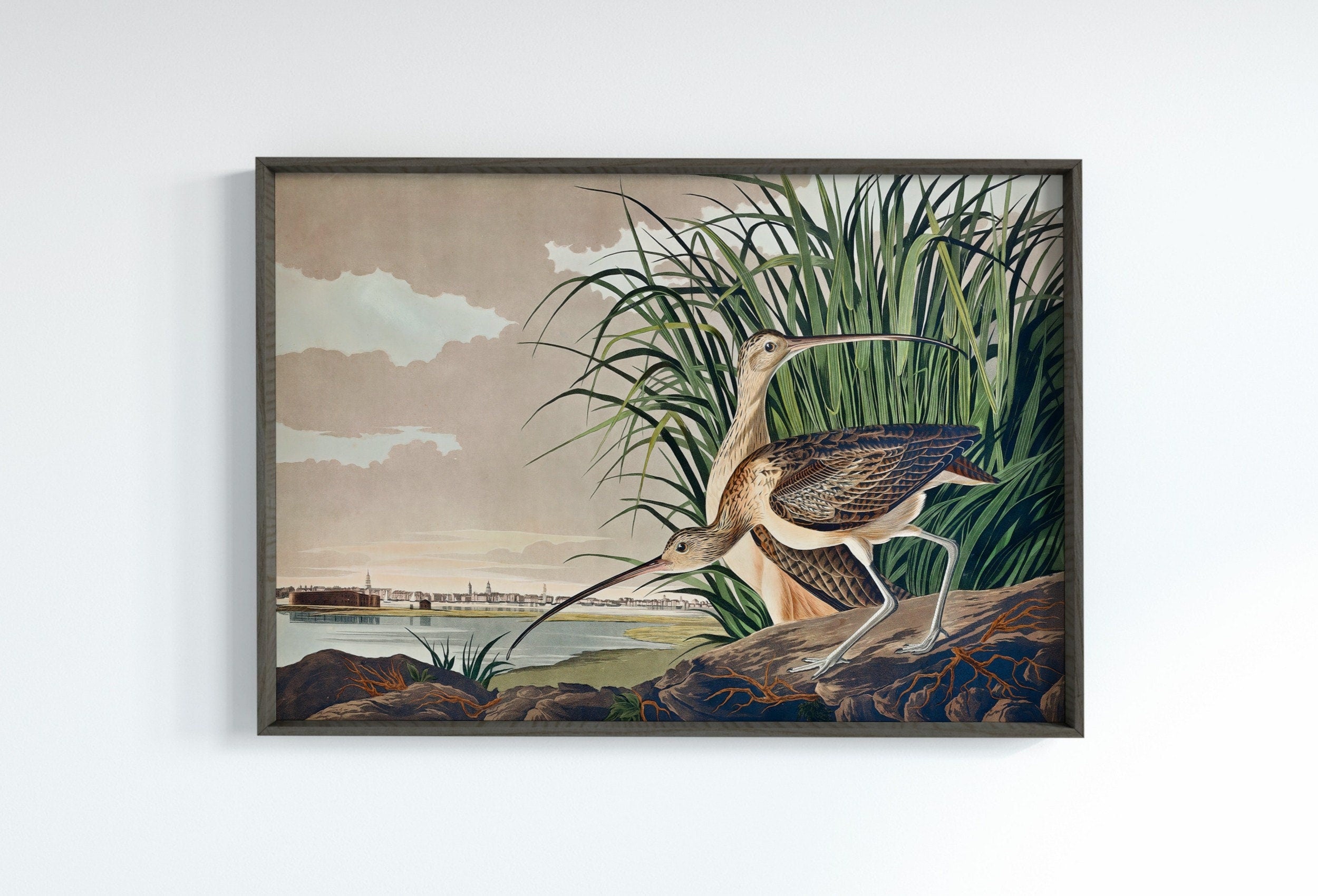 Vintage Tropical Bird Printable Wall Art. Long-billed Curlew Wildlife Nature Colorful Tropical Decor. Instant Download Bird Poster Art Print