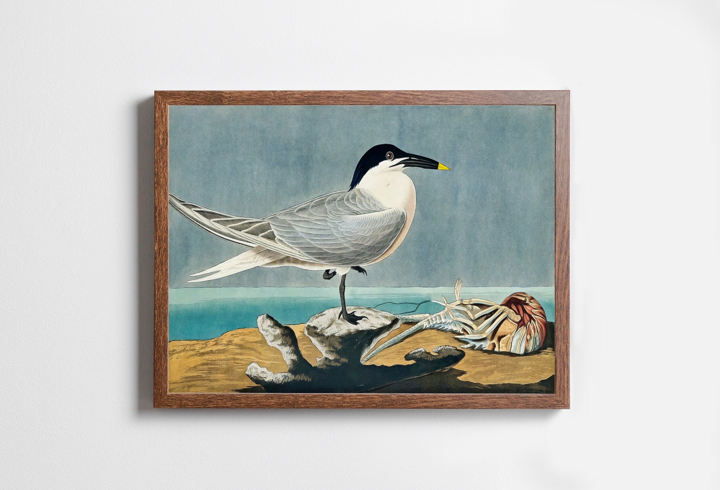 Vintage Tropical Bird Printable Wall Art. Sandwich Tern Bird Wildlife Nature Colorful Tropical Decor. Instant Download Bird Poster Art Print – Printable Wall Art Digital Download – Digital Download