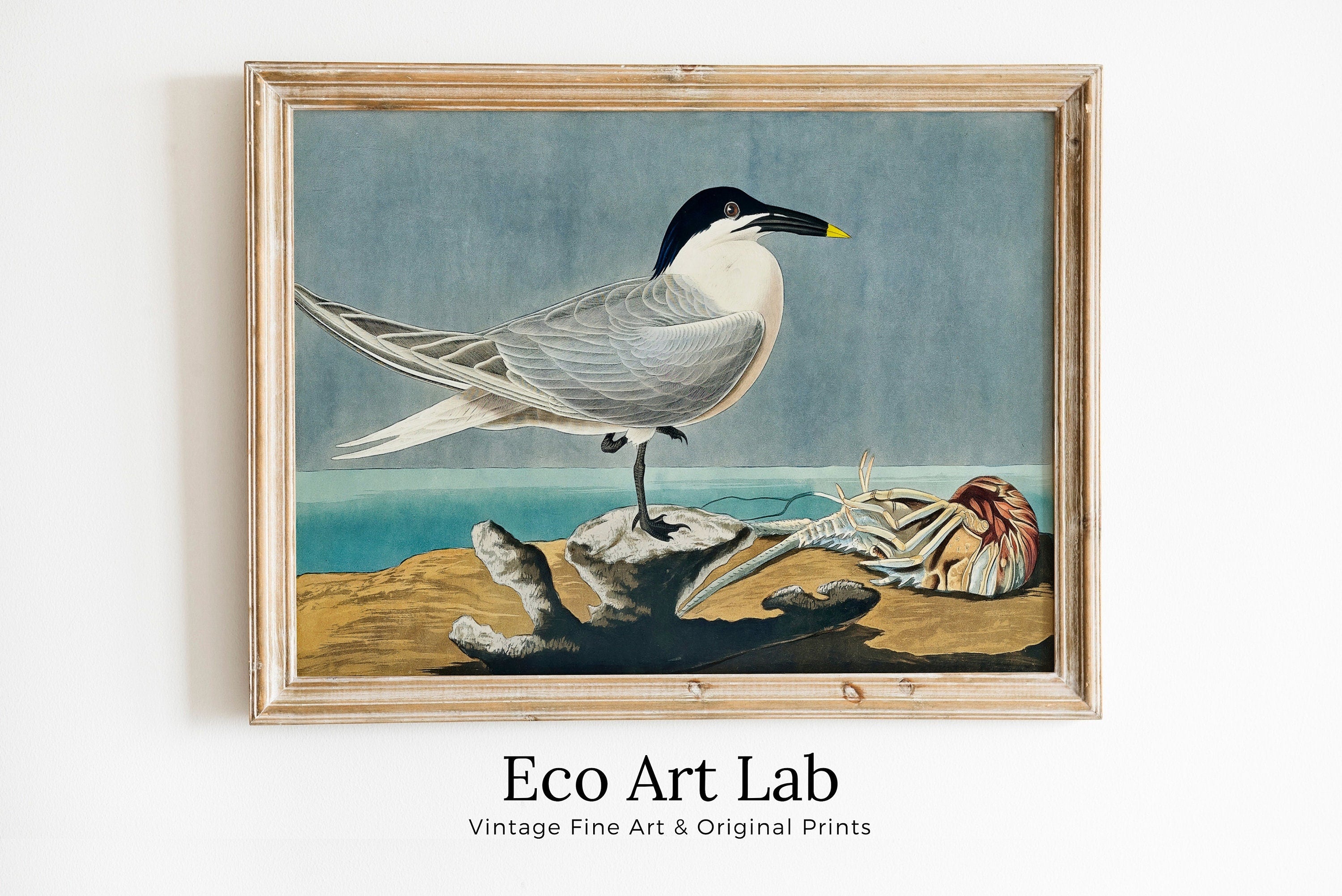 Vintage Tropical Bird Printable Wall Art. Sandwich Tern Bird Wildlife Nature Colorful Tropical Decor. Instant Download Bird Poster Art Print – Printable Wall Art Digital Download – Digital Download