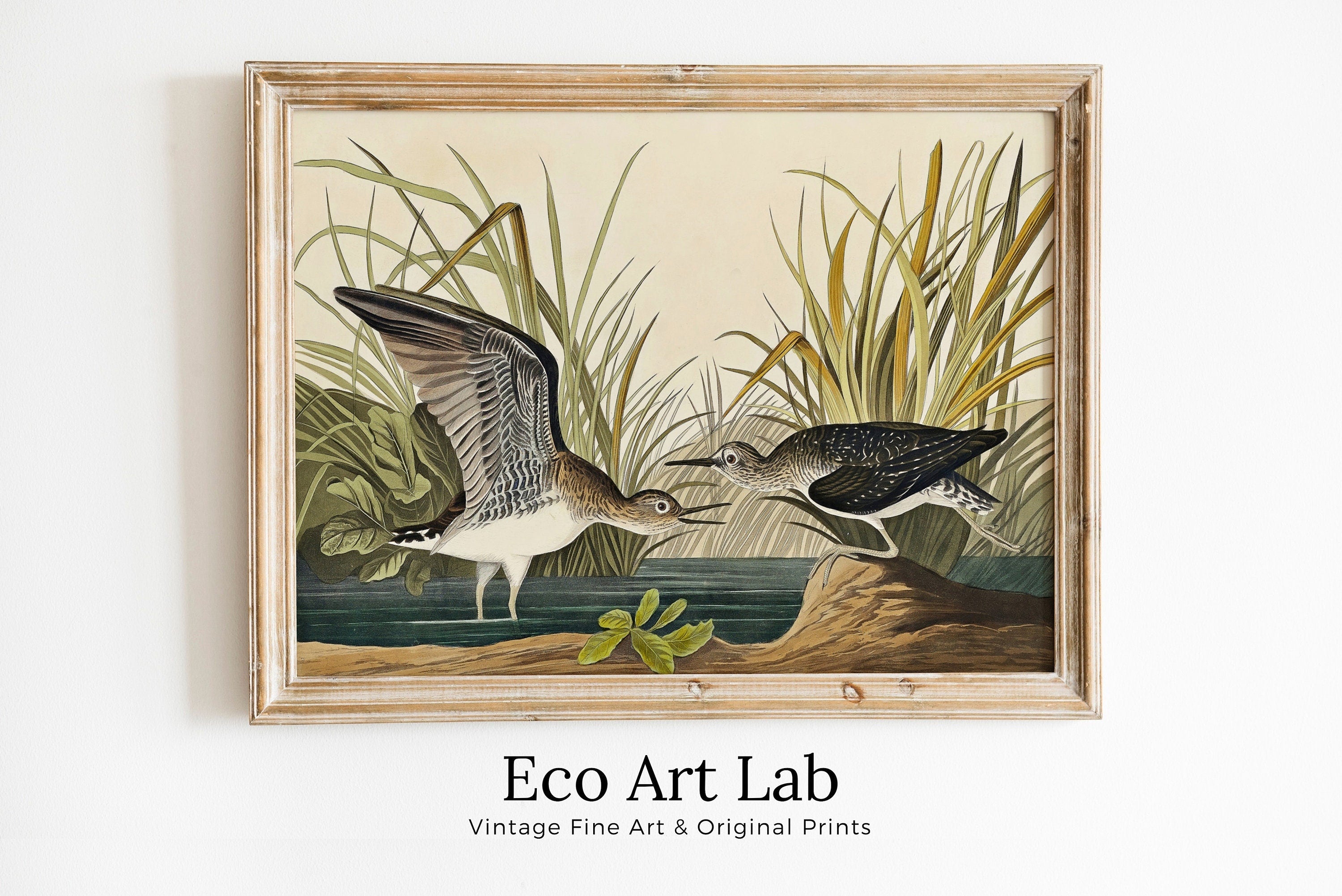 Vintage Tropical Bird Printable Wall Art. Solitary Sandpiper Wildlife Nature Colorful Tropical Decor. Instant Download Bird Poster Art Print – Printable Wall Art Digital Download – Digital Download