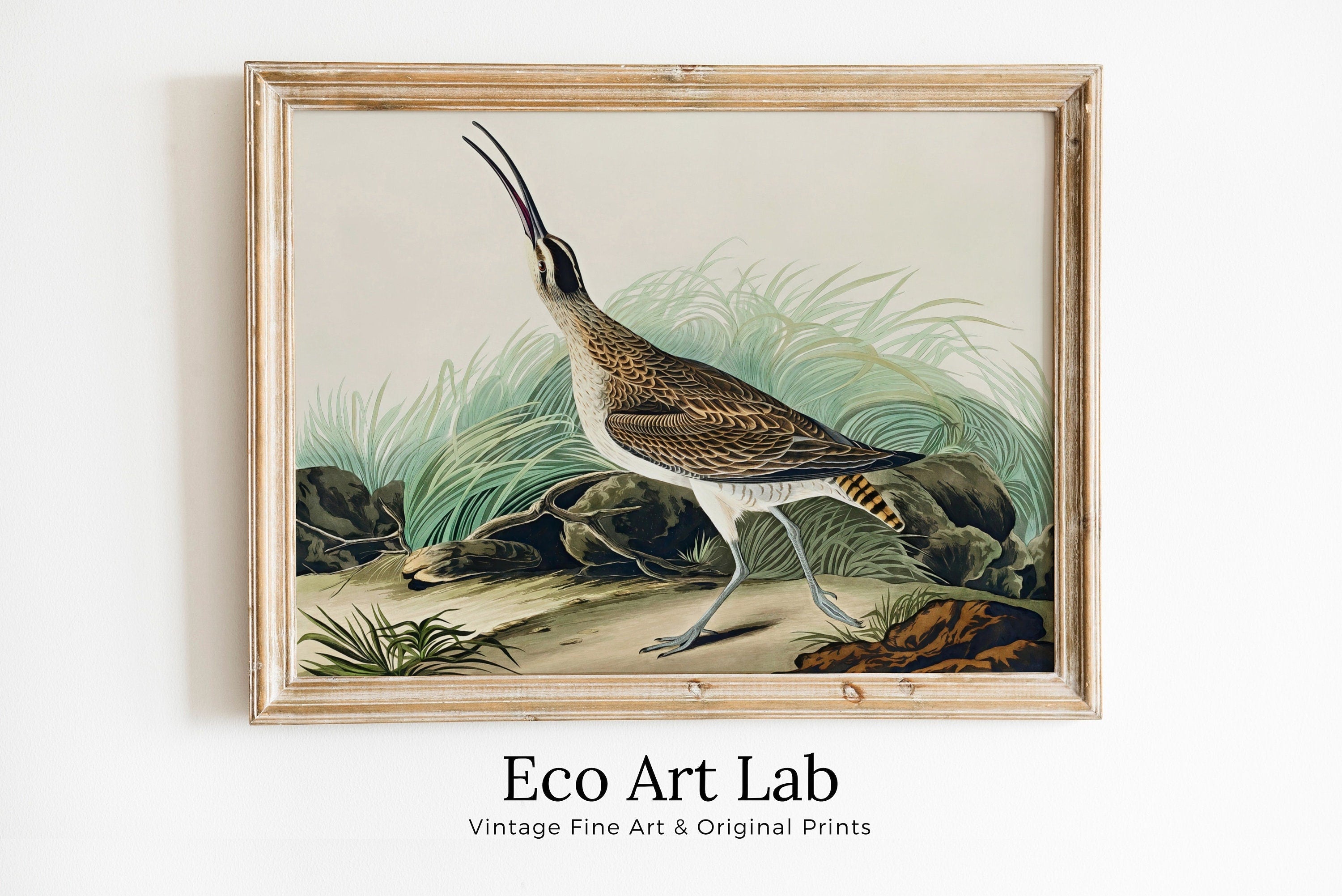 Vintage Hudsonian Curlew Exotic Bird Printable Wall Art. Wildlife Nature Colorful Tropical Decor. Instant Download. Bird Poster Art Print – Printable Wall Art Digital Download – Digital Download