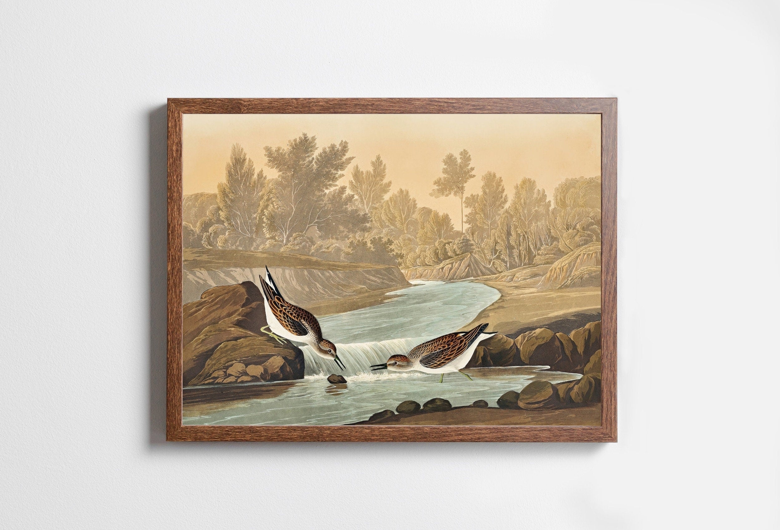 Vintage Tropical Bird Printable Wall Art. Little Sandpiper Wildlife Nature Colorful Tropical Decor. Instant Download. Bird Poster Art Print – Printable Wall Art Digital Download – Digital Download