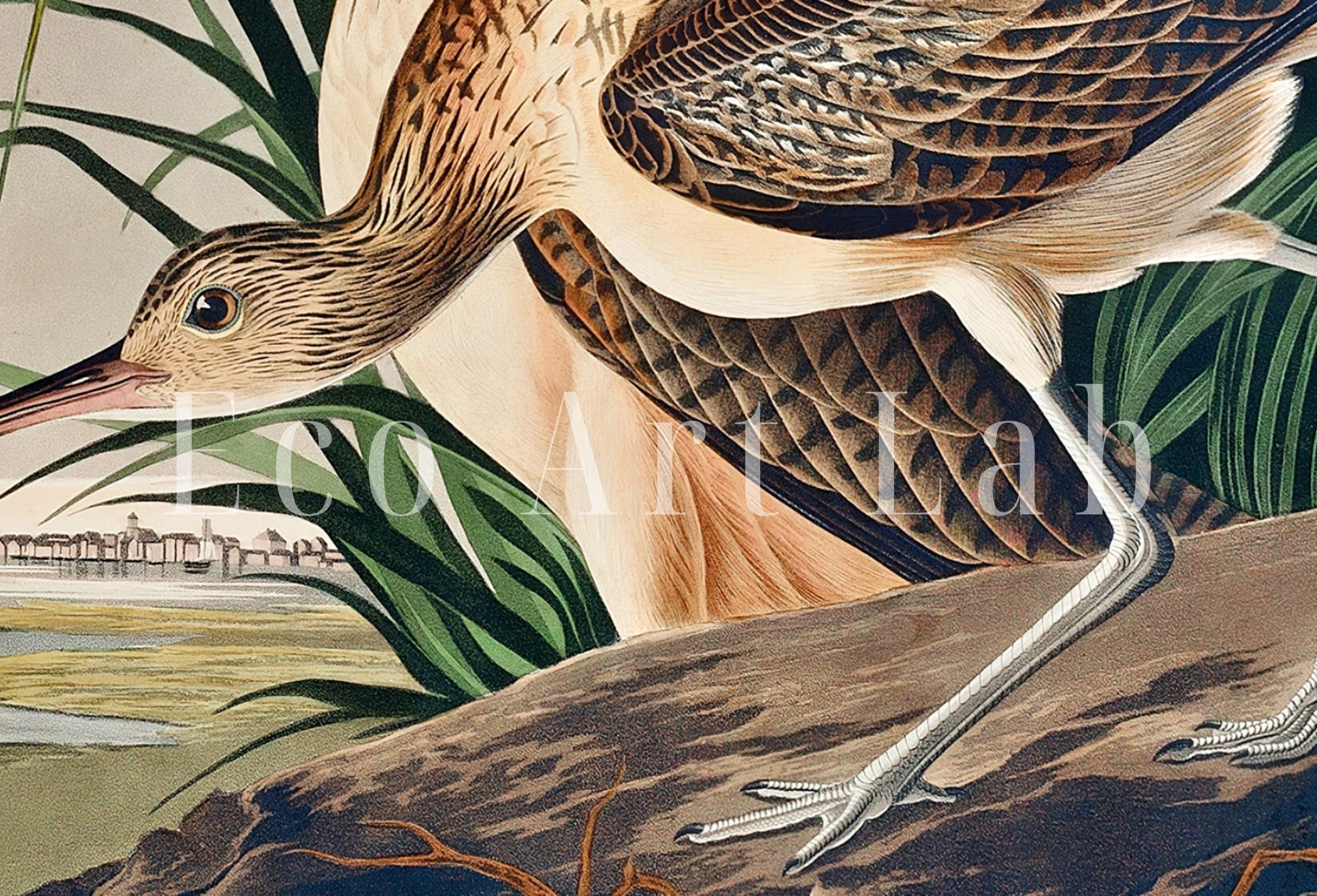 Vintage Tropical Bird Printable Wall Art. Long-billed Curlew Wildlife Nature Colorful Tropical Decor. Instant Download Bird Poster Art Print