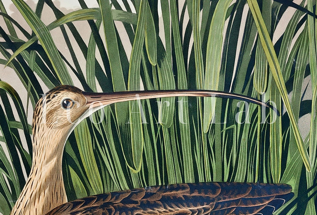 Vintage Tropical Bird Printable Wall Art. Long-billed Curlew Wildlife Nature Colorful Tropical Decor. Instant Download Bird Poster Art Print