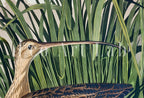 Vintage Tropical Bird Printable Wall Art. Long-billed Curlew Wildlife Nature Colorful Tropical Decor. Instant Download Bird Poster Art Print