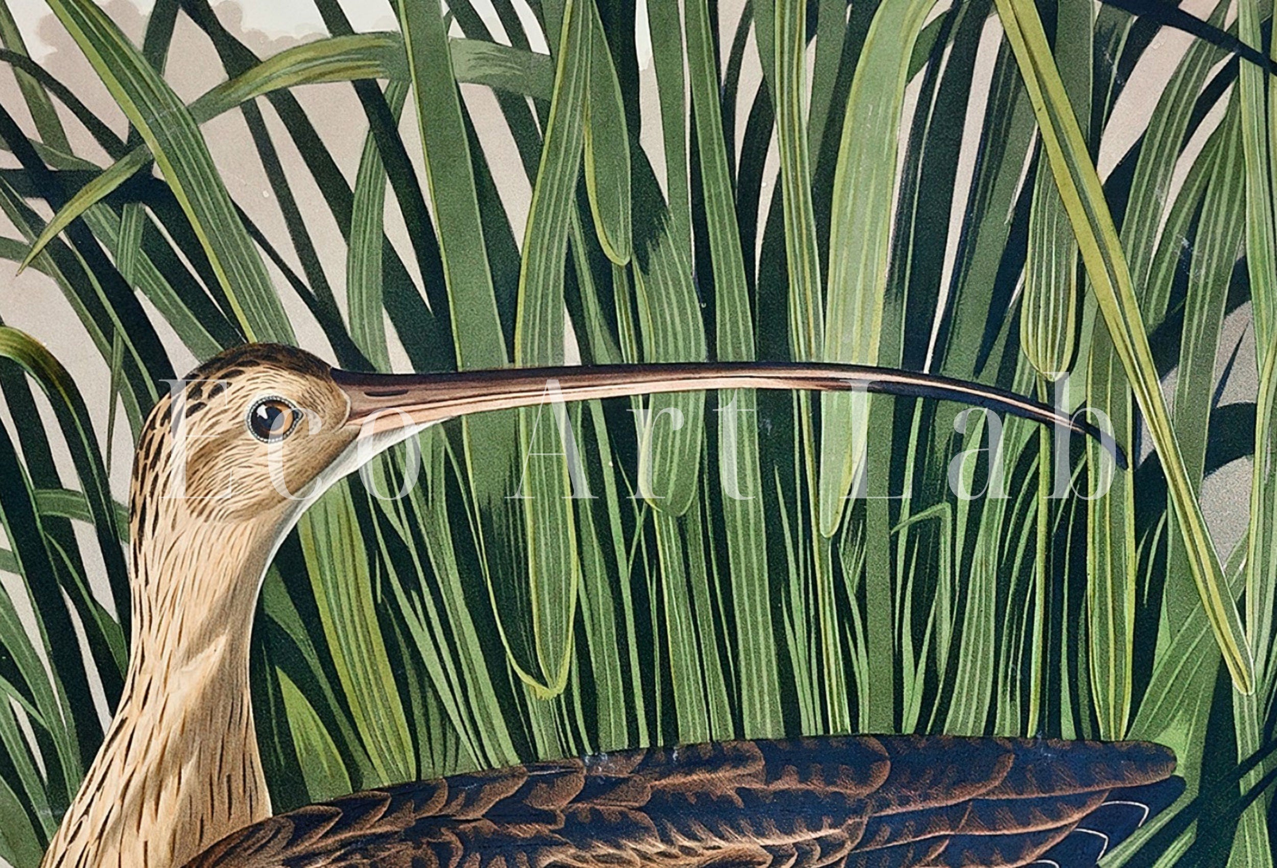 Vintage Tropical Bird Printable Wall Art. Long-billed Curlew Wildlife Nature Colorful Tropical Decor. Instant Download Bird Poster Art Print