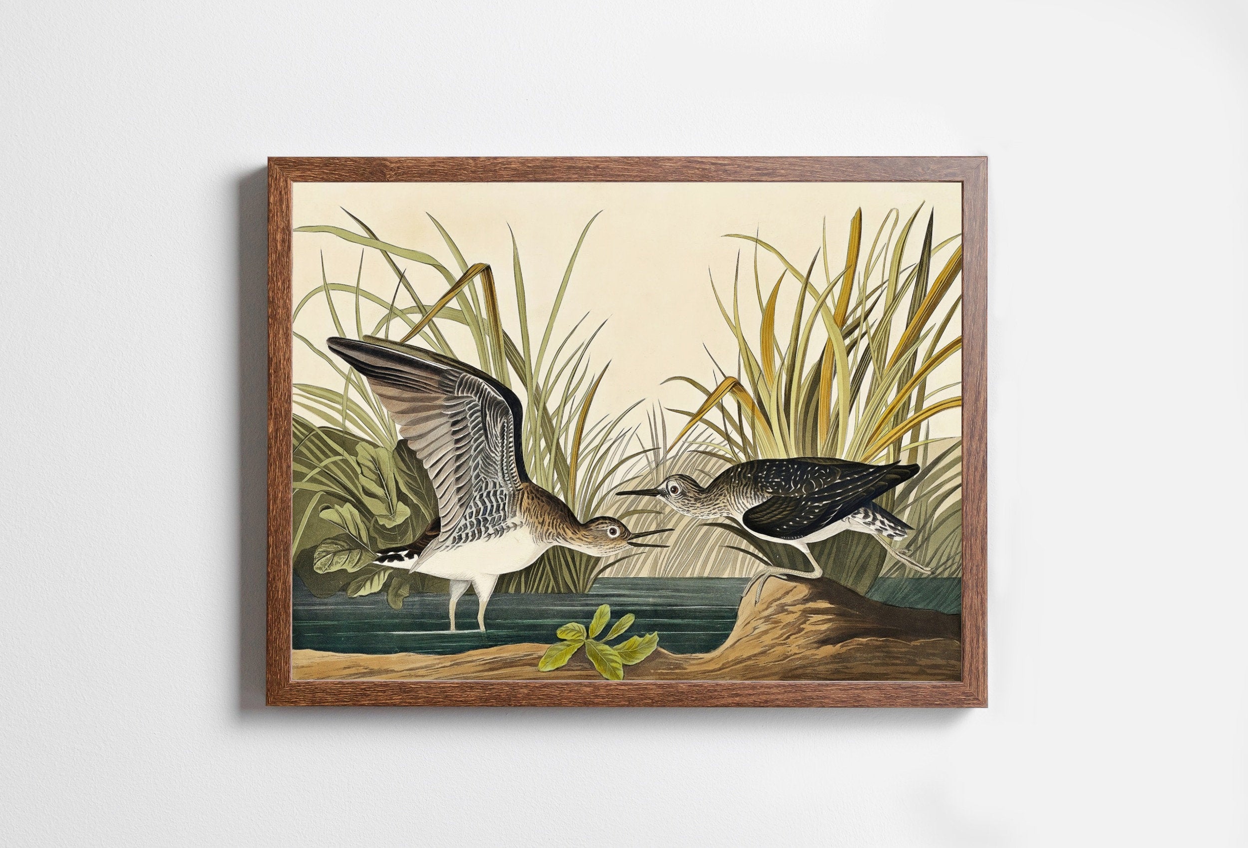 Vintage Tropical Bird Printable Wall Art. Solitary Sandpiper Wildlife Nature Colorful Tropical Decor. Instant Download Bird Poster Art Print – Printable Wall Art Digital Download – Digital Download