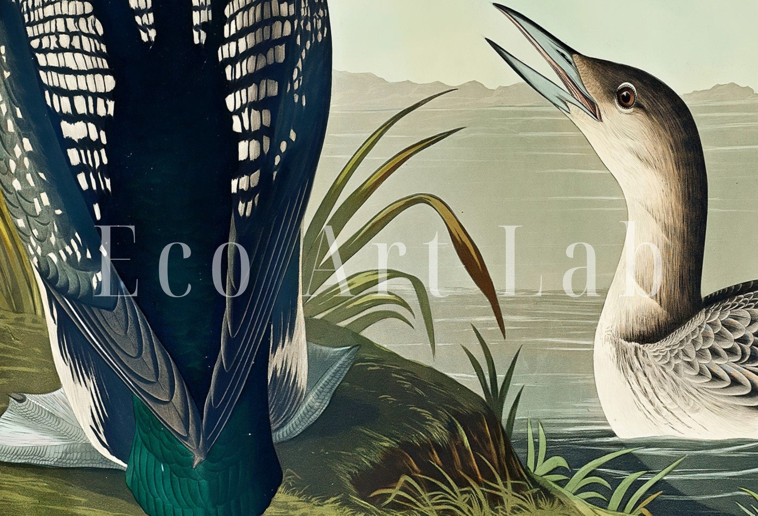Vintage Tropical Bird Printable Wall Art. Black-Throated Diver Wildlife Nature Colorful Tropical Print. Instant Download. Bird Art Poster – Printable Wall Art Digital Download – Digital Download