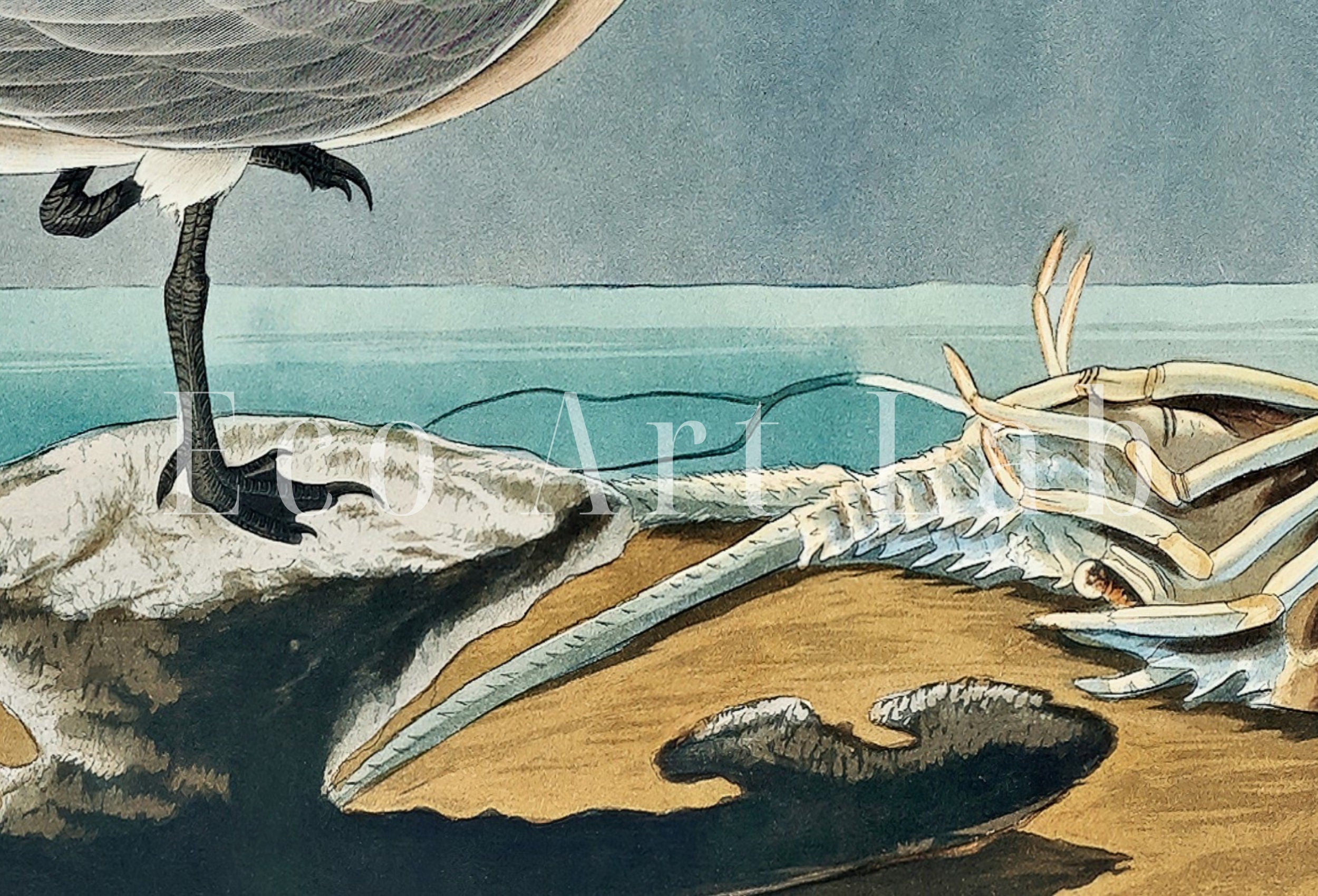 Vintage Tropical Bird Printable Wall Art. Sandwich Tern Bird Wildlife Nature Colorful Tropical Decor. Instant Download Bird Poster Art Print – Printable Wall Art Digital Download – Digital Download
